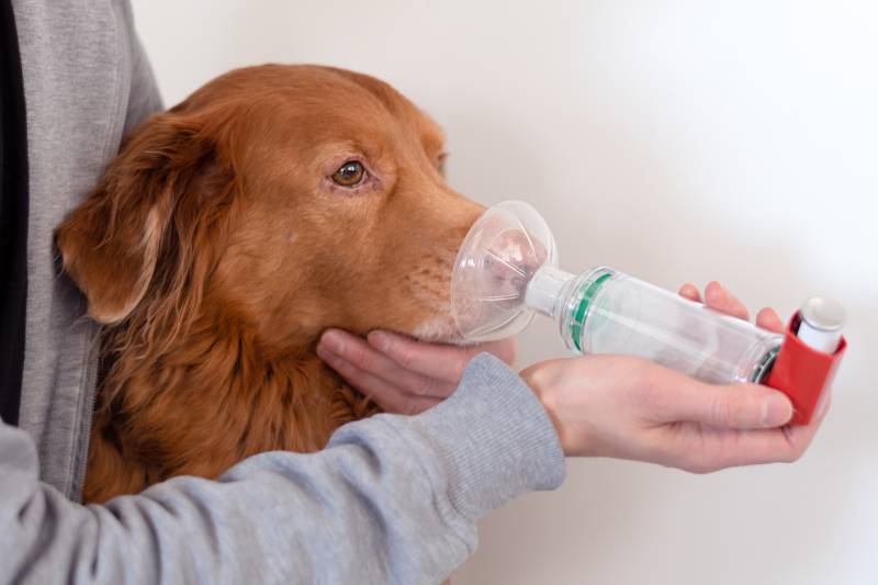 Asthma in Dogs: Signs, Causes & Treatments (Vet Answer)