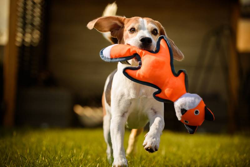 Funny Beagle dog playing with toy on sunny sunny day