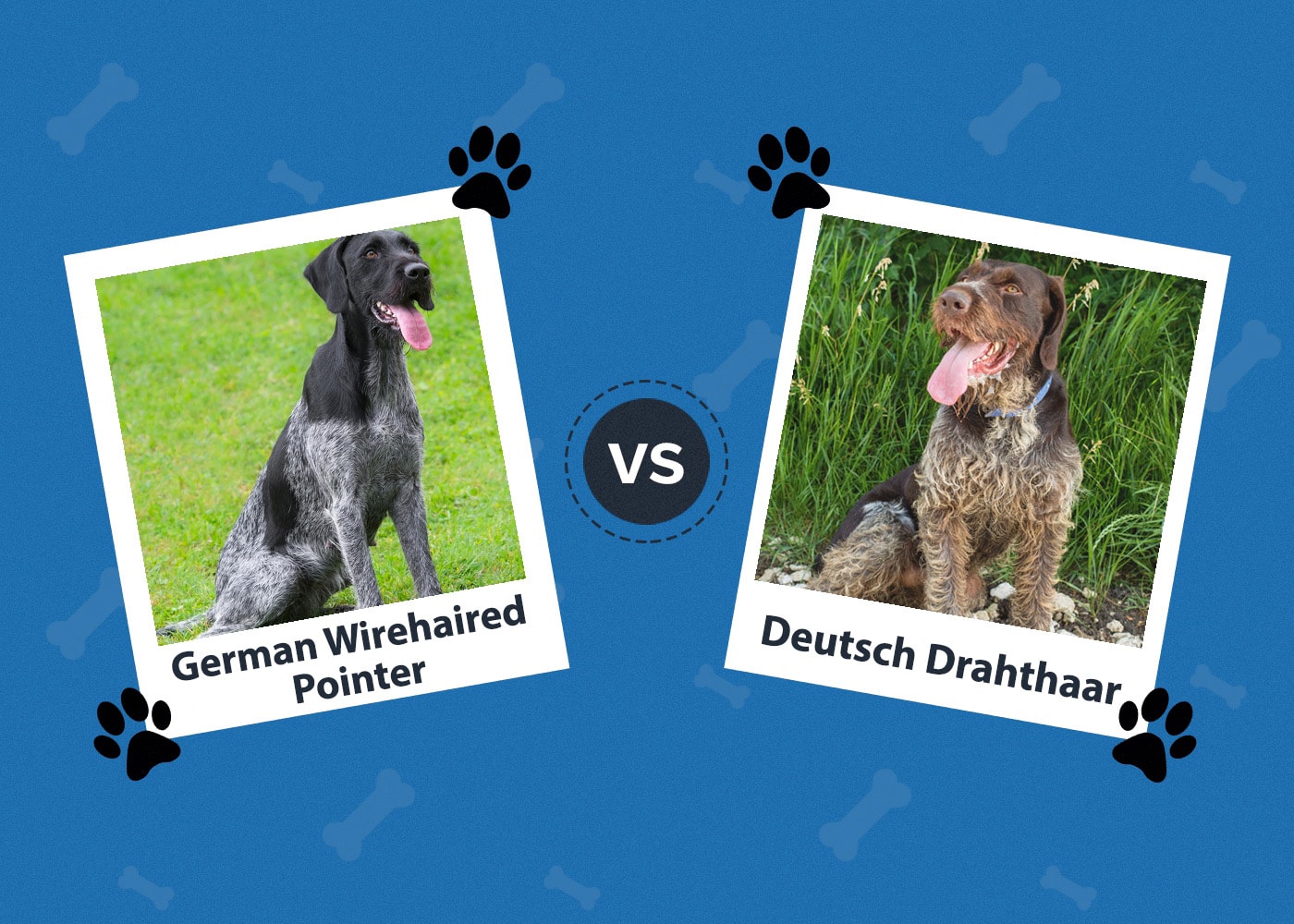 German Wirehaired Pointer vs Deutsch Drahthaar: The Differences (With Pictures)