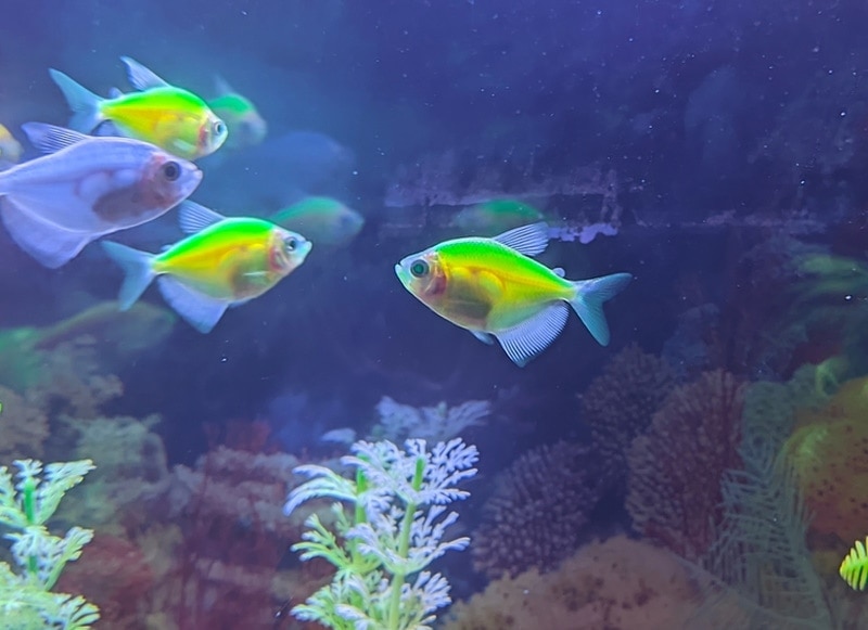 Great Tank Mates for Glofish Tetras: Pictures, Facts & Care Guide