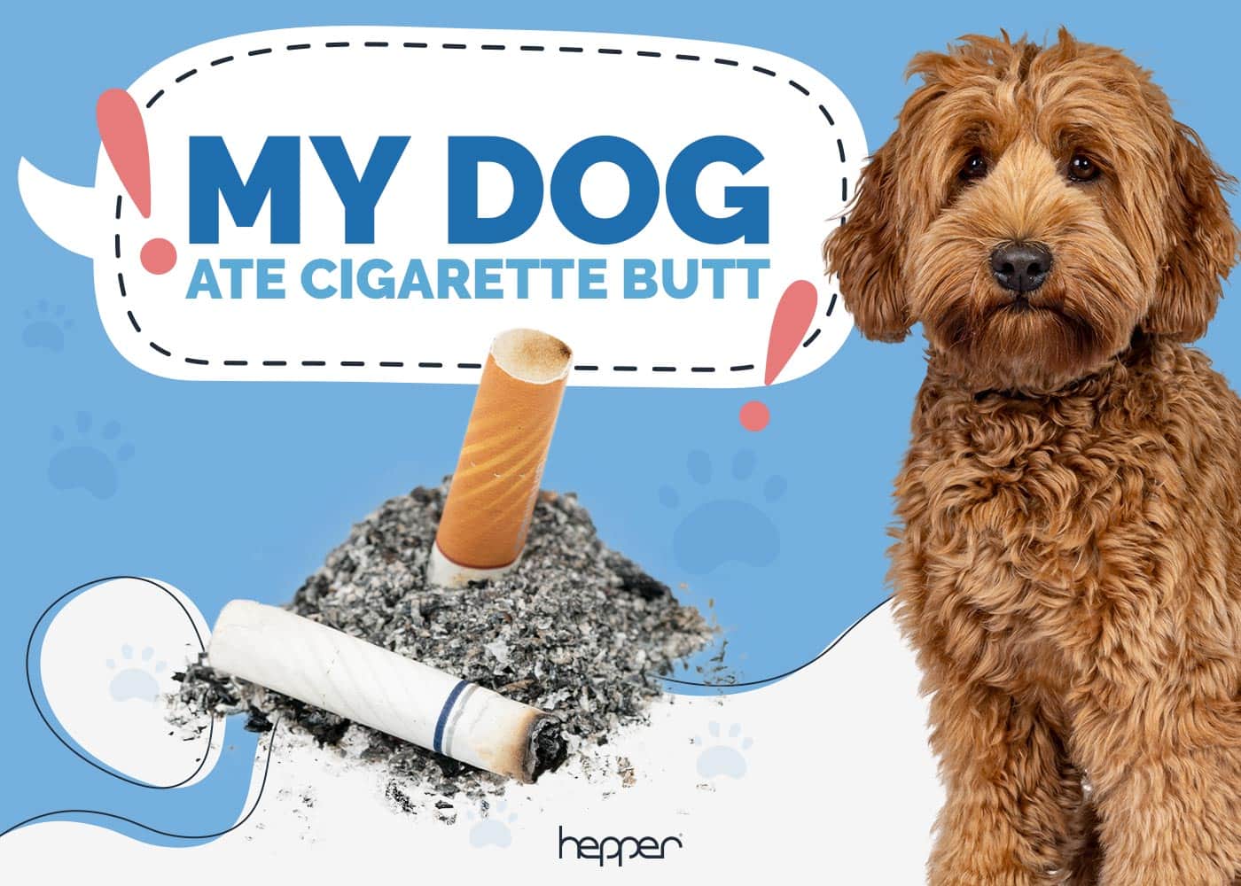 My Dog Ate a Cigarette Butt: Our Vet Recommends What to Do