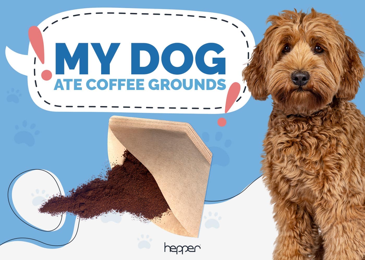 My Dog Ate Coffee Grounds: Our Vet Explains What to Do