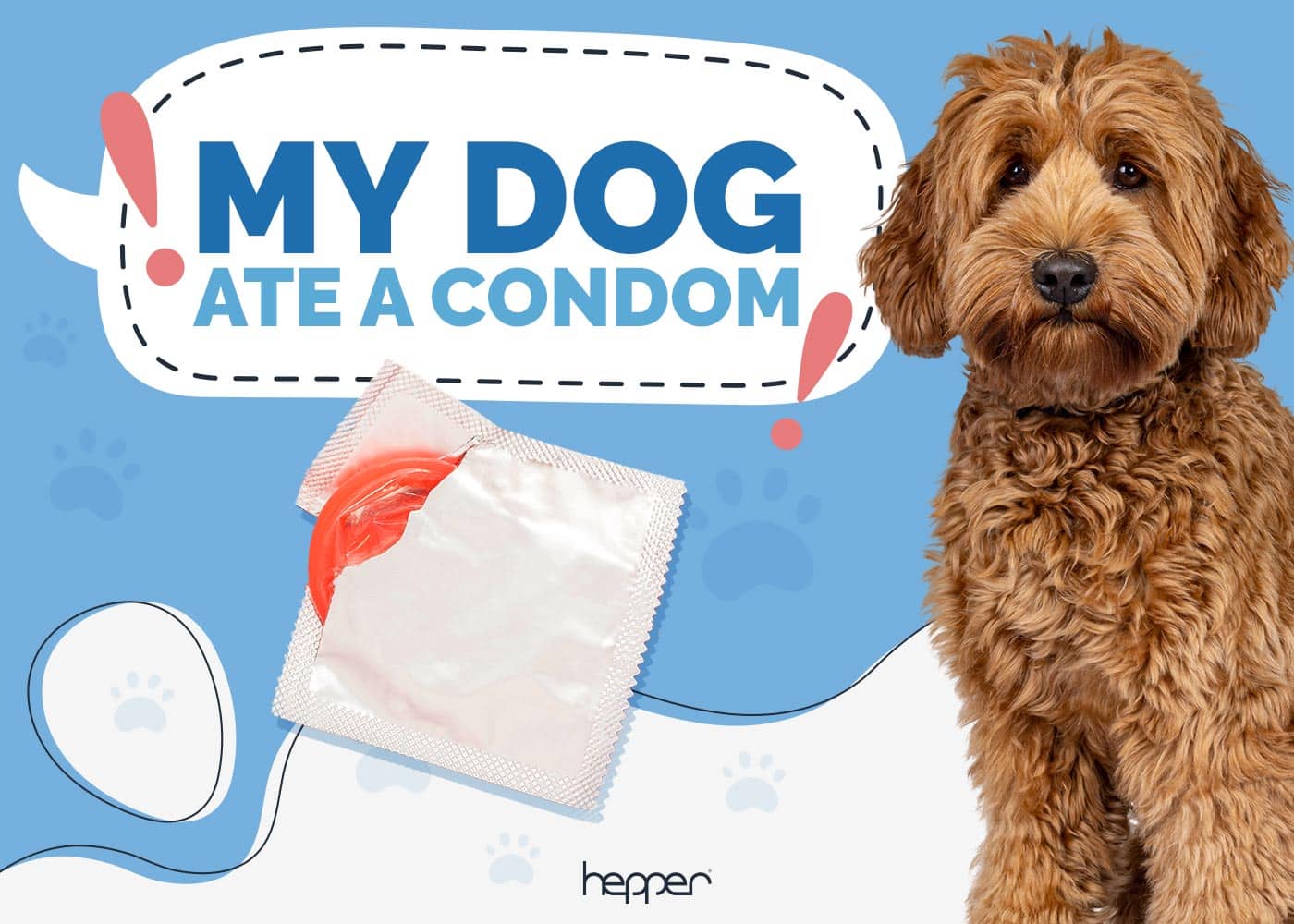 My Dog Ate a Condom! Our Vet Explains What To Do