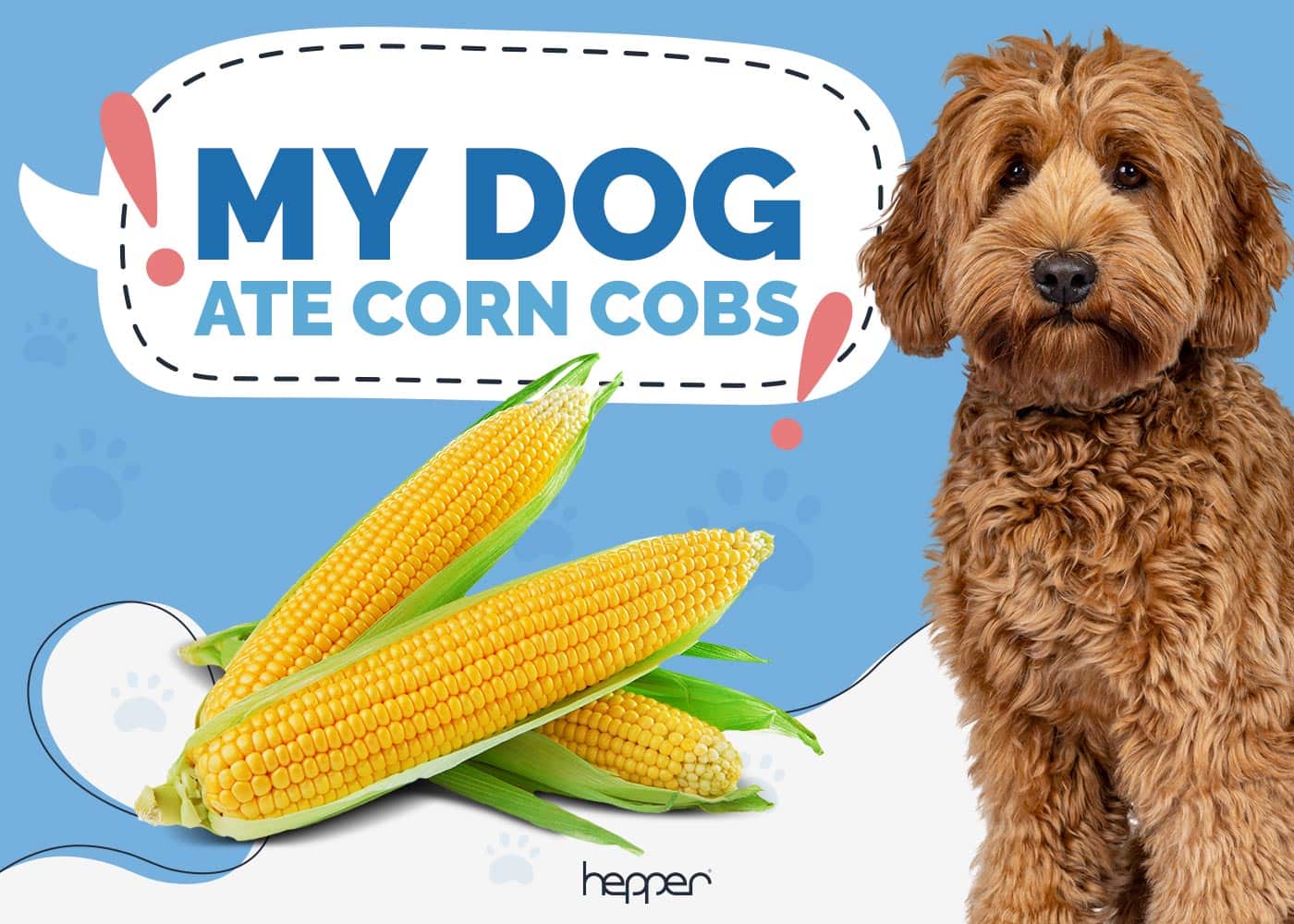 My Dog Ate Corn Cobs! Our Vet Explains What to Do