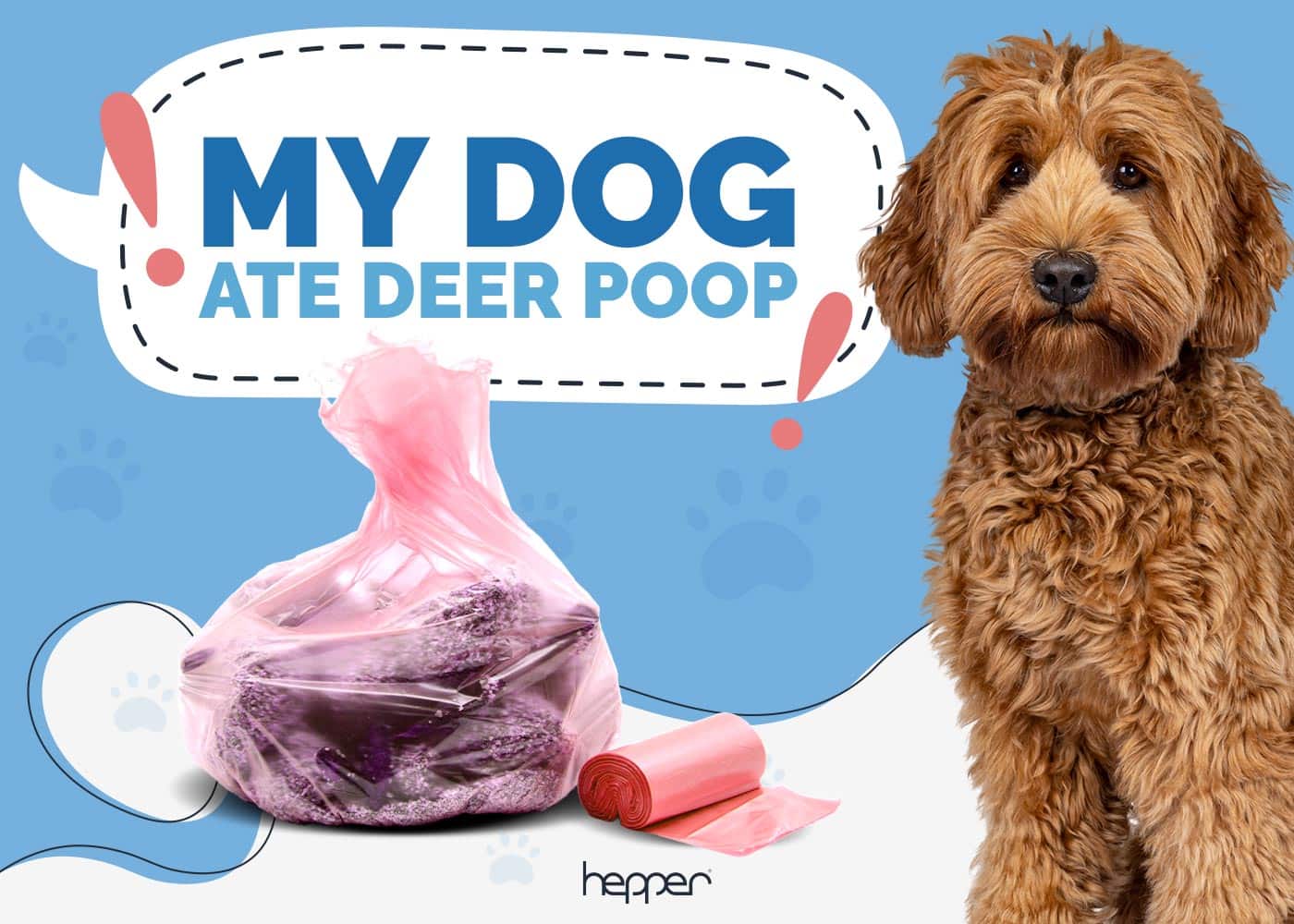 My Dog Ate Deer Poop! Here’s What to Do (Vet Answer)