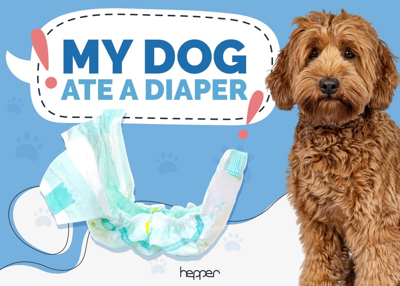 My Dog Ate a Diaper! Here’s What to Do (Vet Answer)