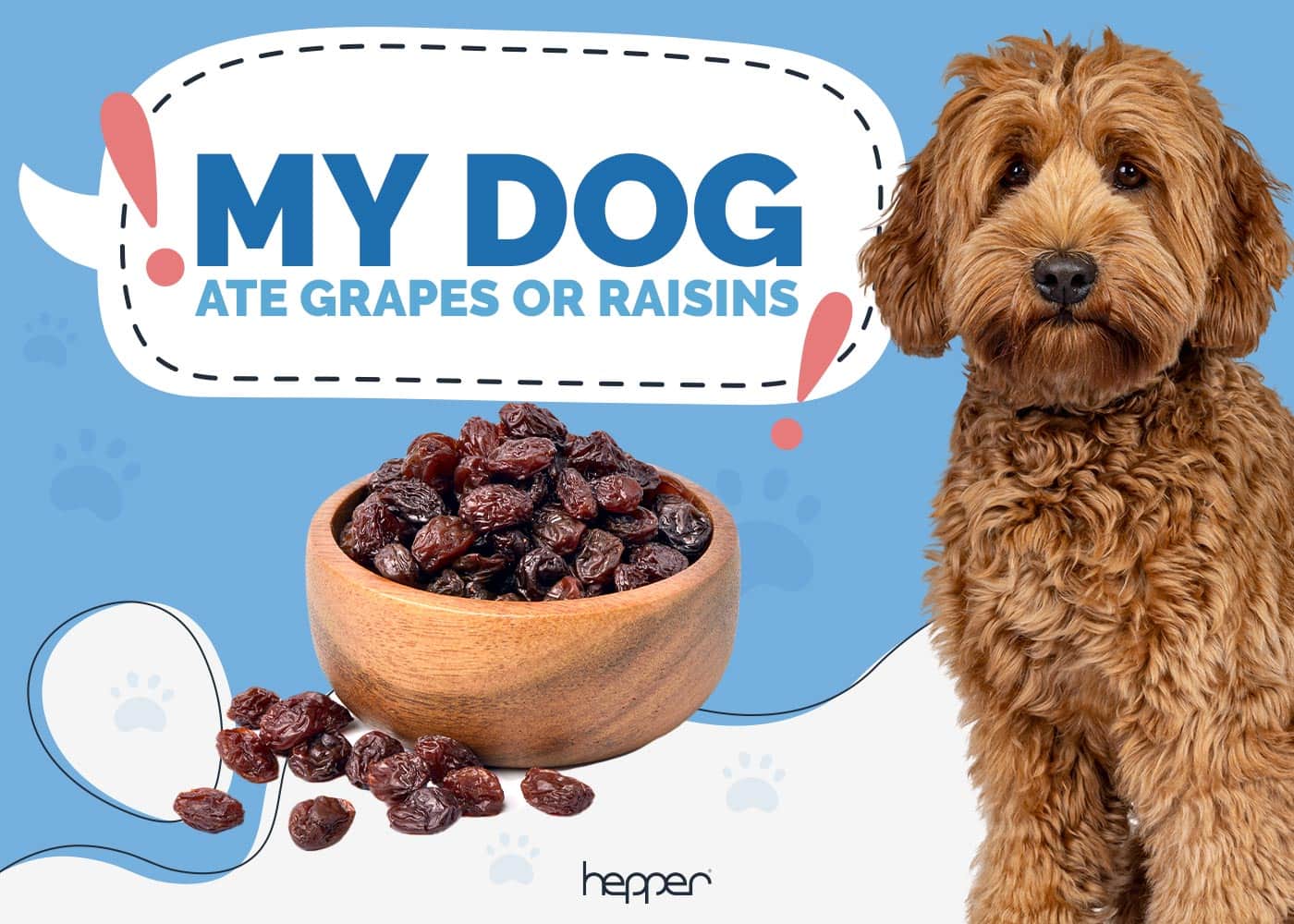 My Dog Ate Grapes or Raisins: What to Do and Prevention (Vet Answer)