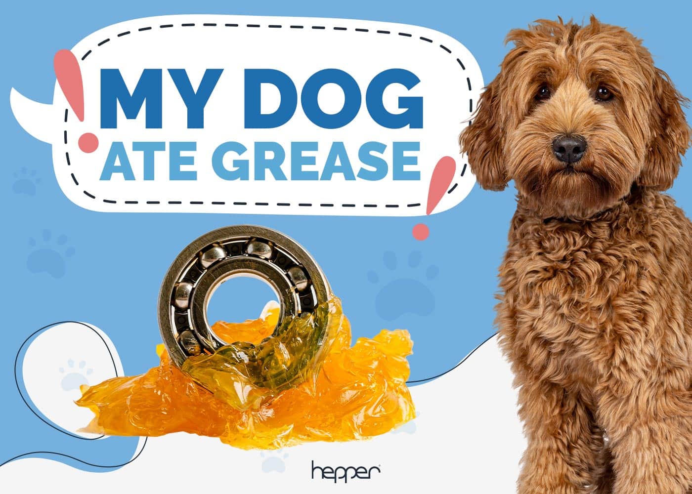 My Dog Ate Grease: Here's What to Do (Vet Answer)