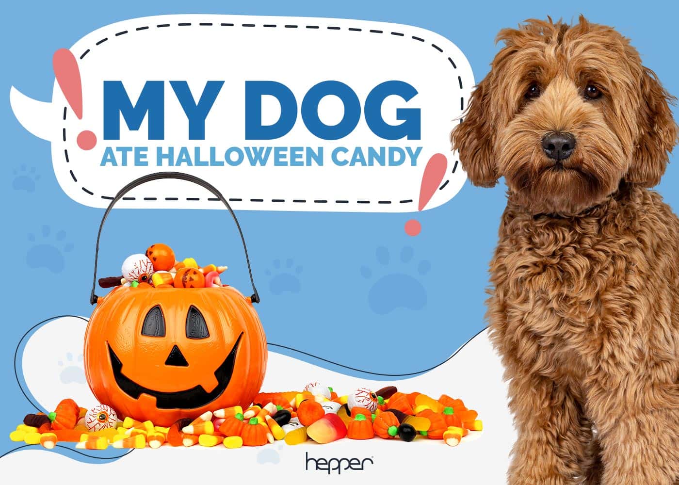 What Do I Do If My Dog Ate Halloween Candy? What You Need to Know!