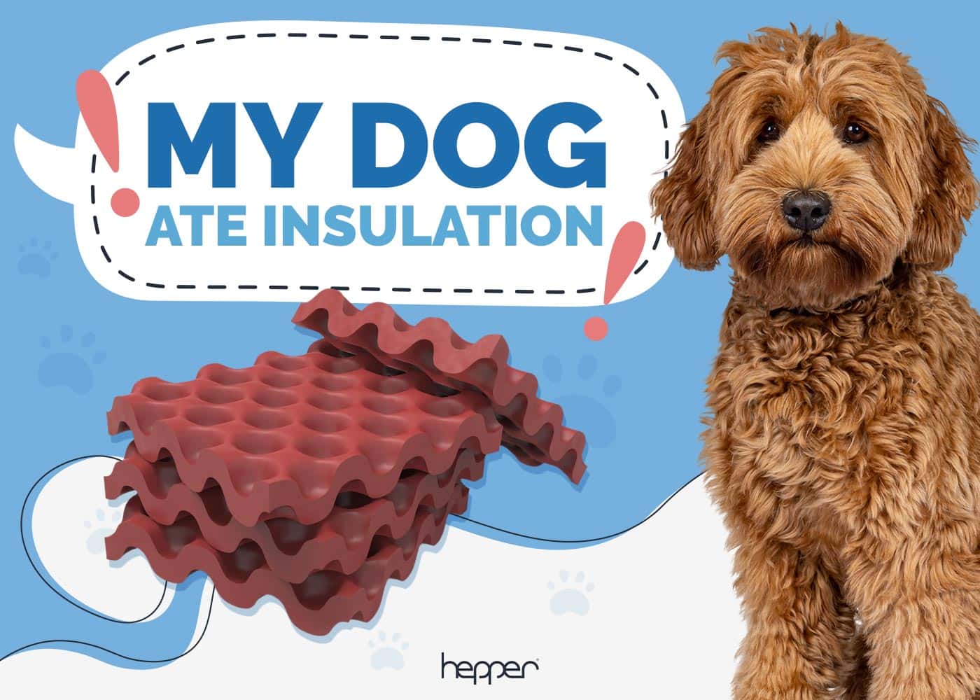 My Dog Ate Insulation: Our Vet Explains What to Do