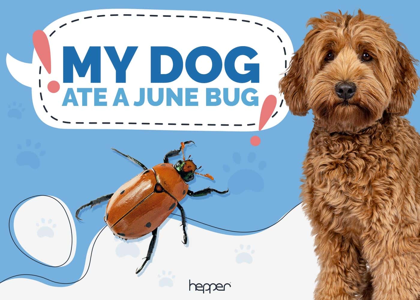 My Dog Ate a June Bug! Will They Get Sick?
