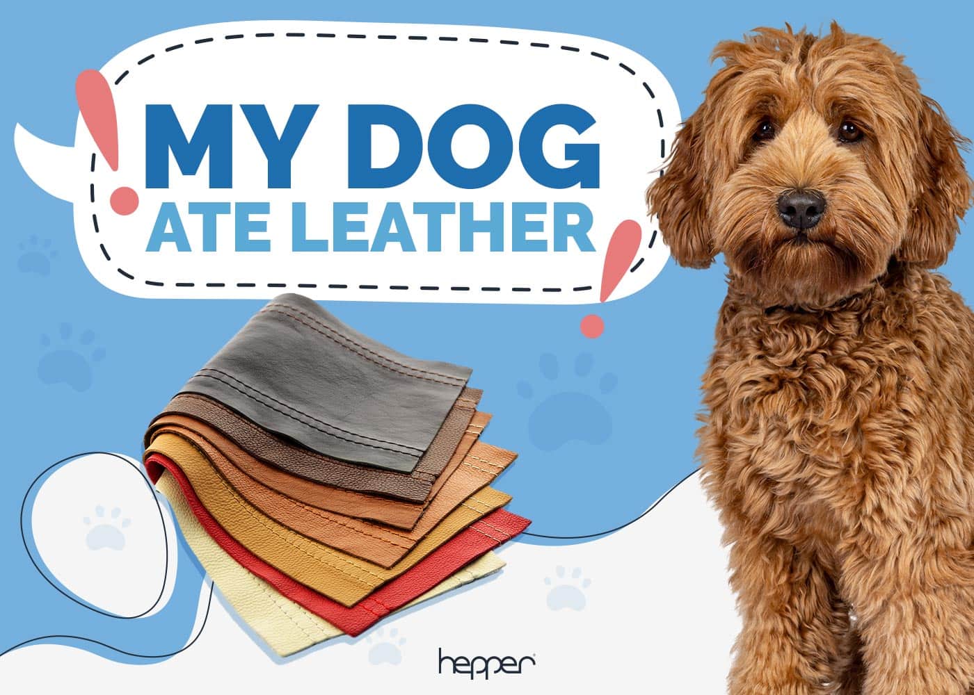 My Dog Ate Leather: What Should I Do Next? (Vet Answer)