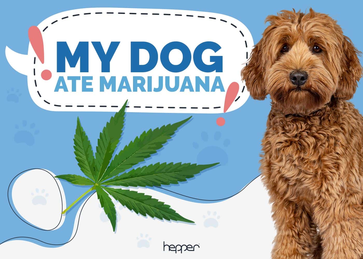 My Dog Ate Marijuana – Here’s What to Do (Vet Answer)