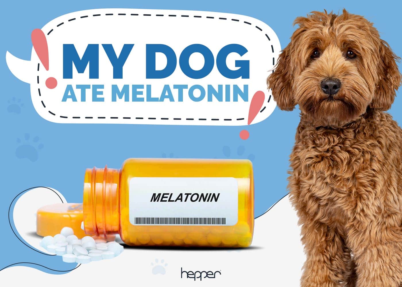 My Dog Ate Melatonin: What to Do (Vet Answer)
