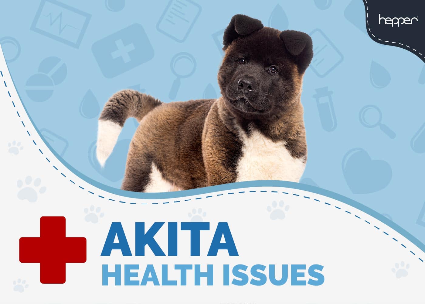 10 Common Akita Health Issues (Vet Answer)