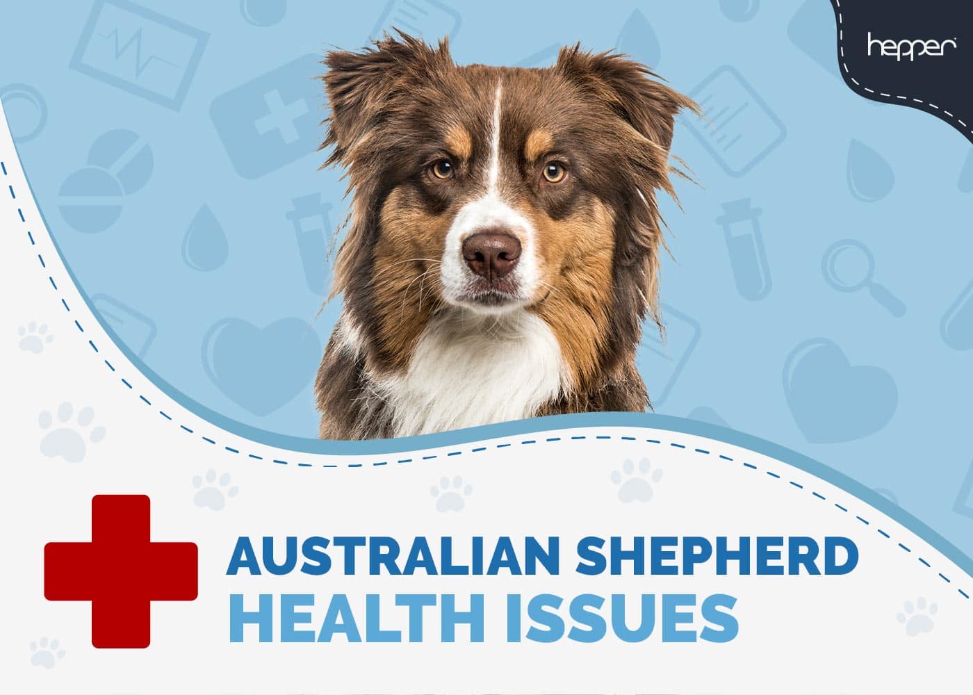 11 Most Common Australian Shepherd Health Issues: Vet-Reviewed Facts & FAQs