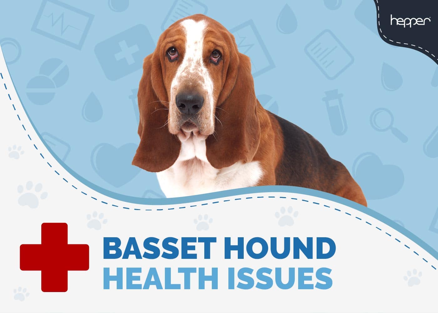 10 Common Basset Hound Health Issues to Watch Out For (Vet Answer)