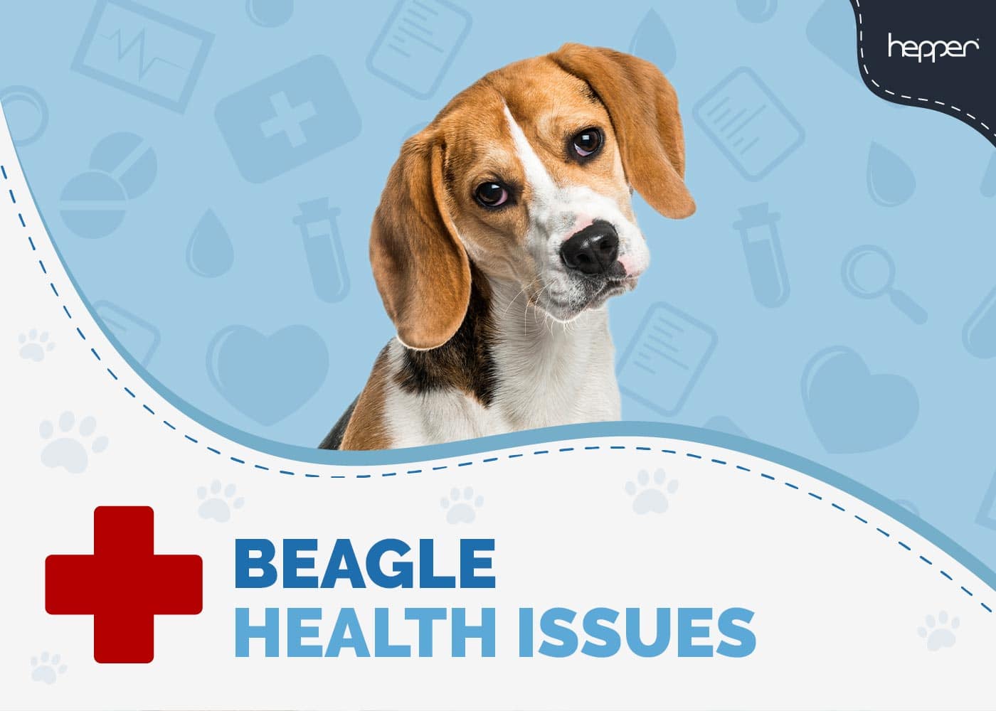 Beagle Health Issues: 5 Typical Concerns to Look Out For