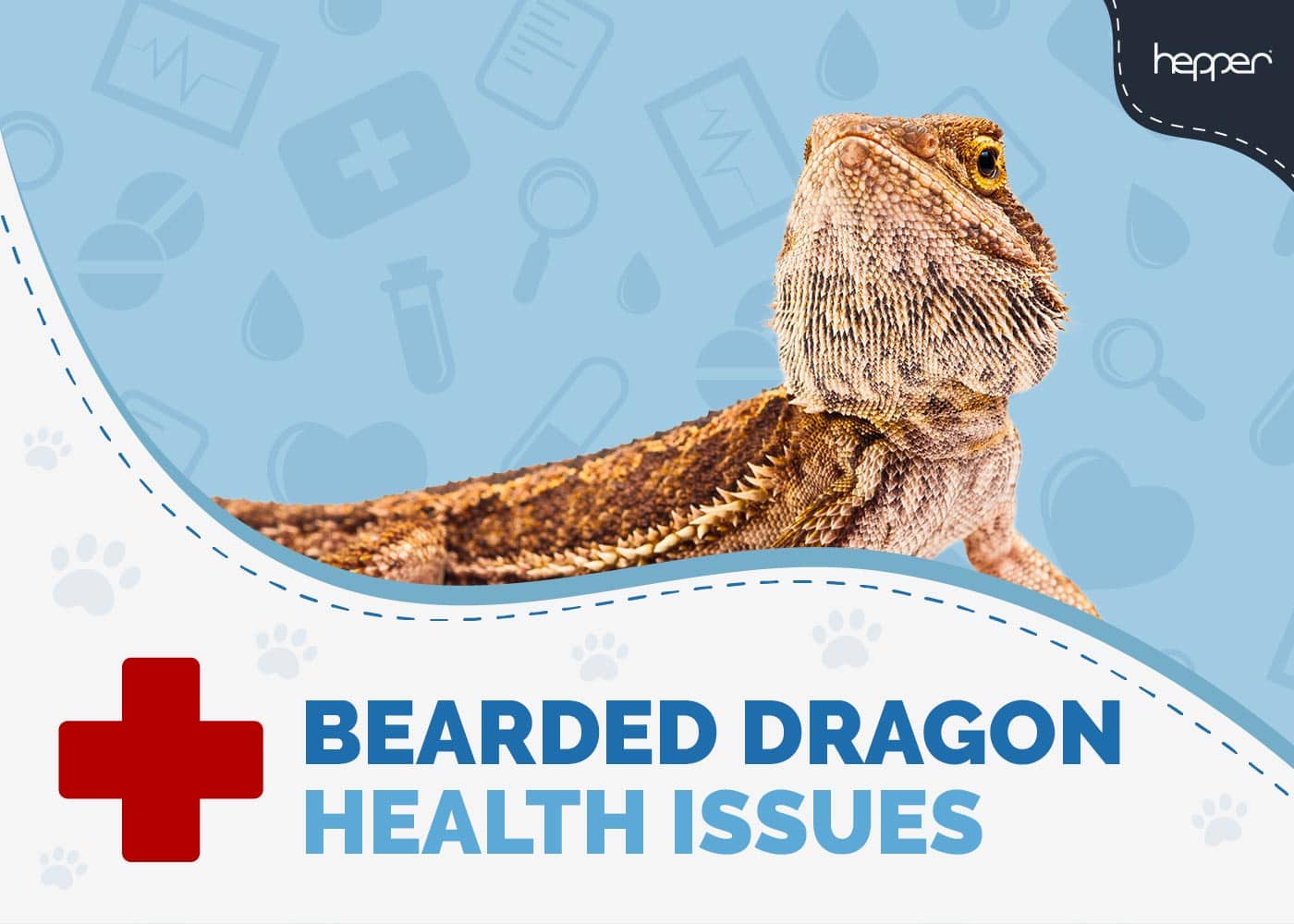 13 Bearded Dragon Health Issues - Our Vet Explains What To Do