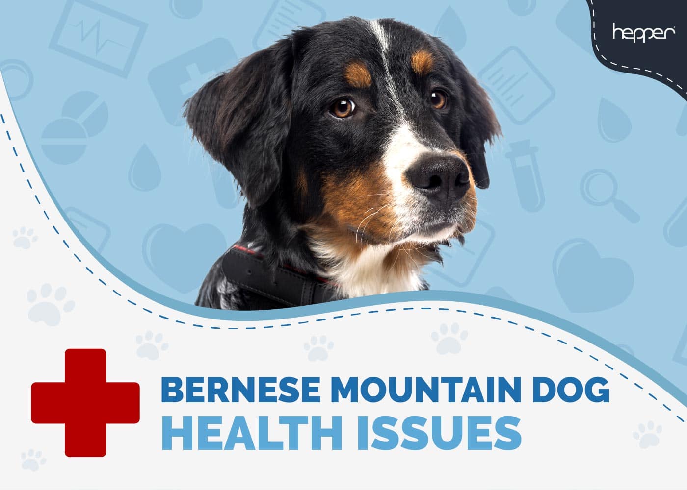 7 Common Bernese Mountain Dog Health Problems (2026 Update)