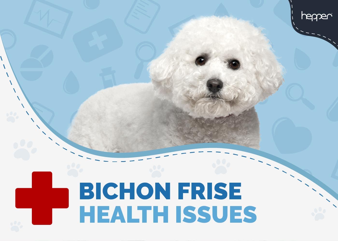 5 Common Bichon Frise Health Issues (Vet Answer)
