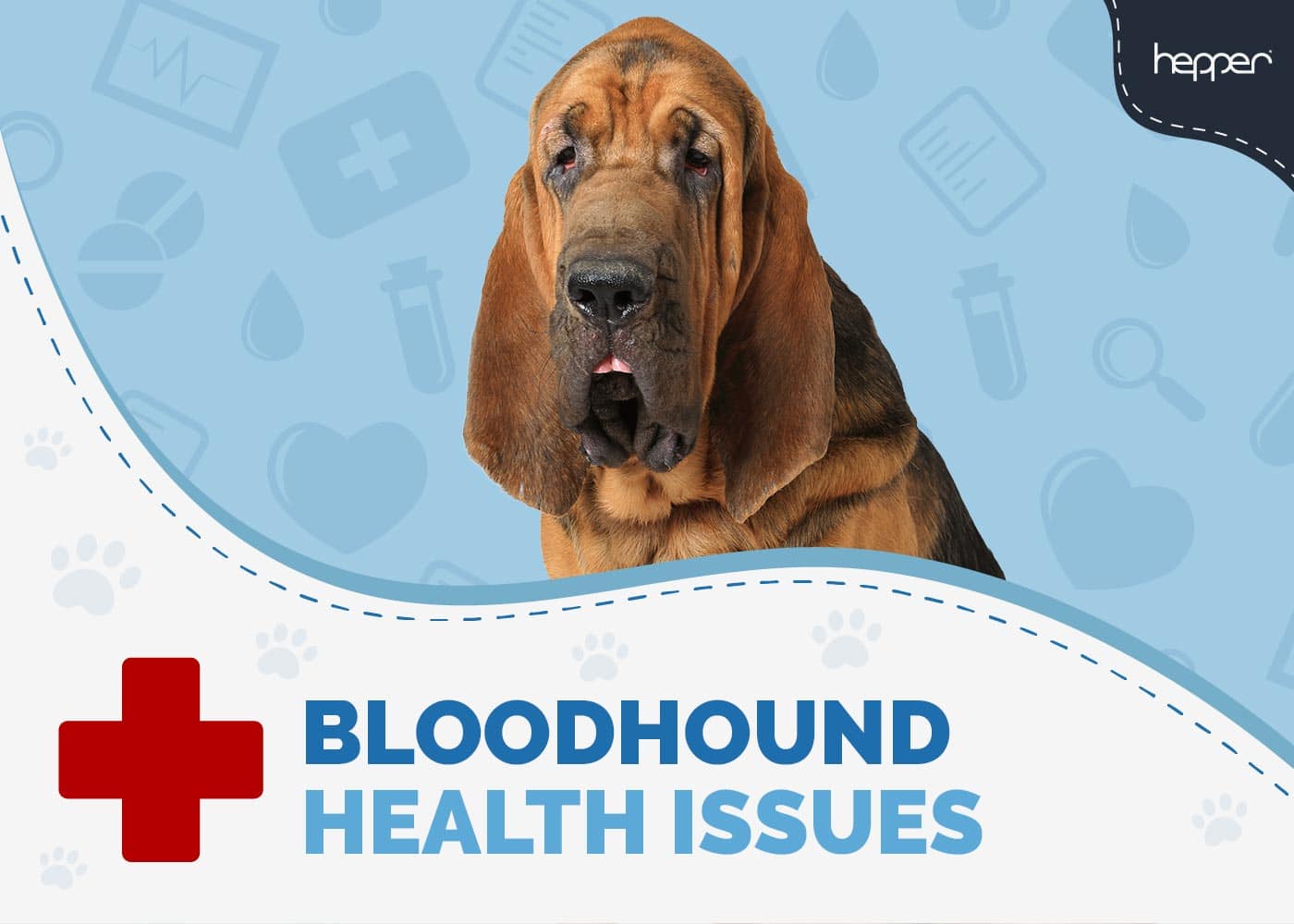 5 Common Bloodhound Health Issues: Our Vet Explains Signs & Treatments