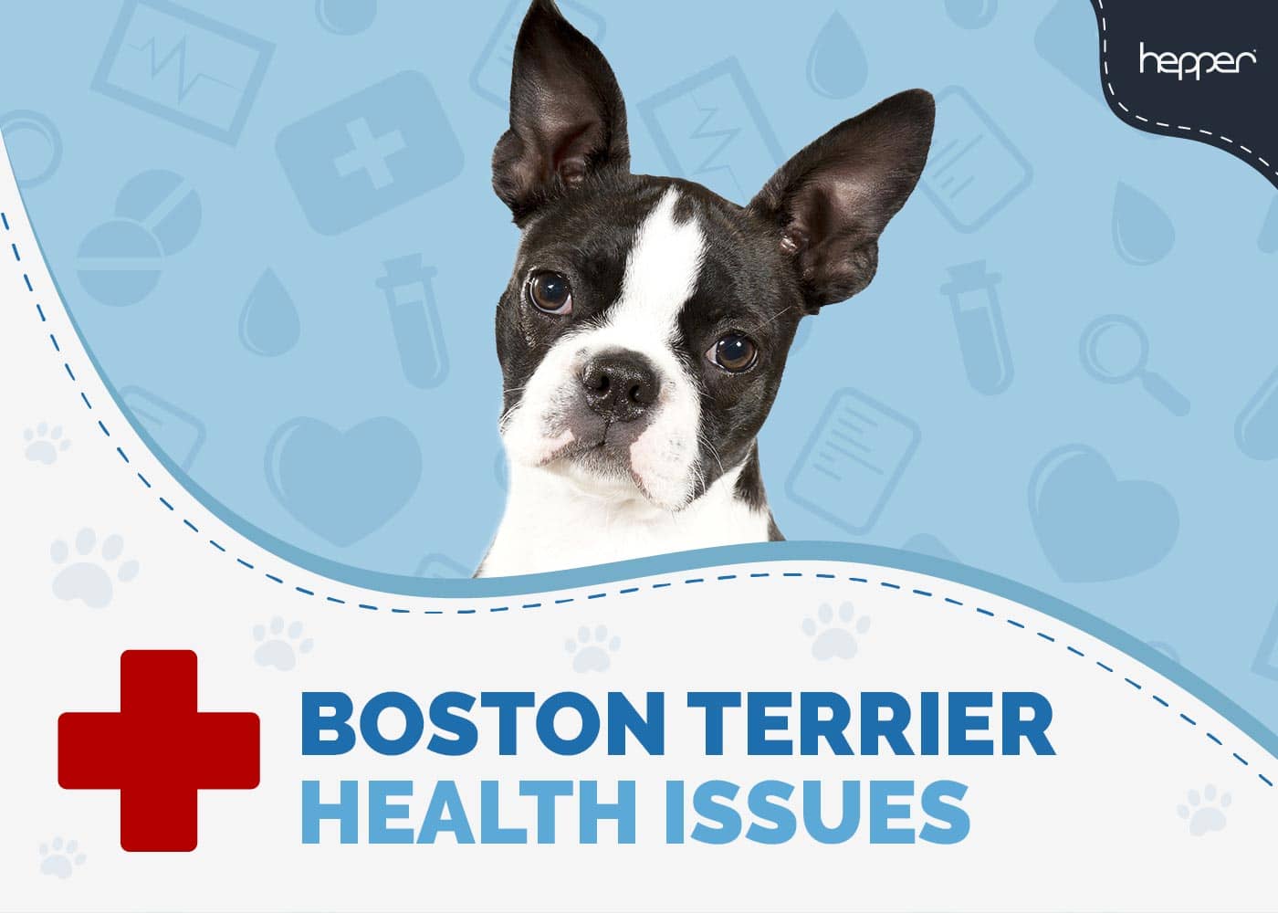 Boston Terrier Health Issues - 13 Common Conditions (Vet Answer)