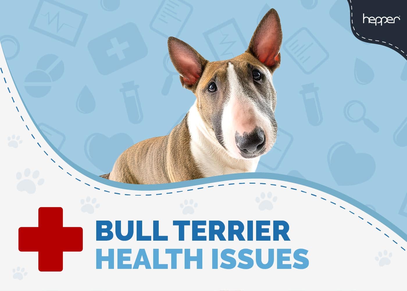 5 Bull Terrier Health Issues to Know About (Vet Answer)