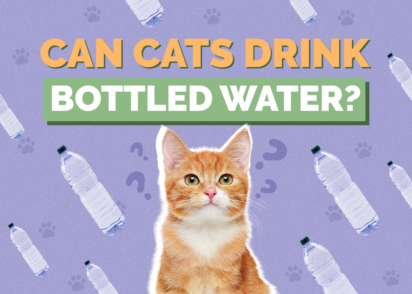 Can Cats Drink Bottled Water? Vet-Verified Facts & Safety Guide