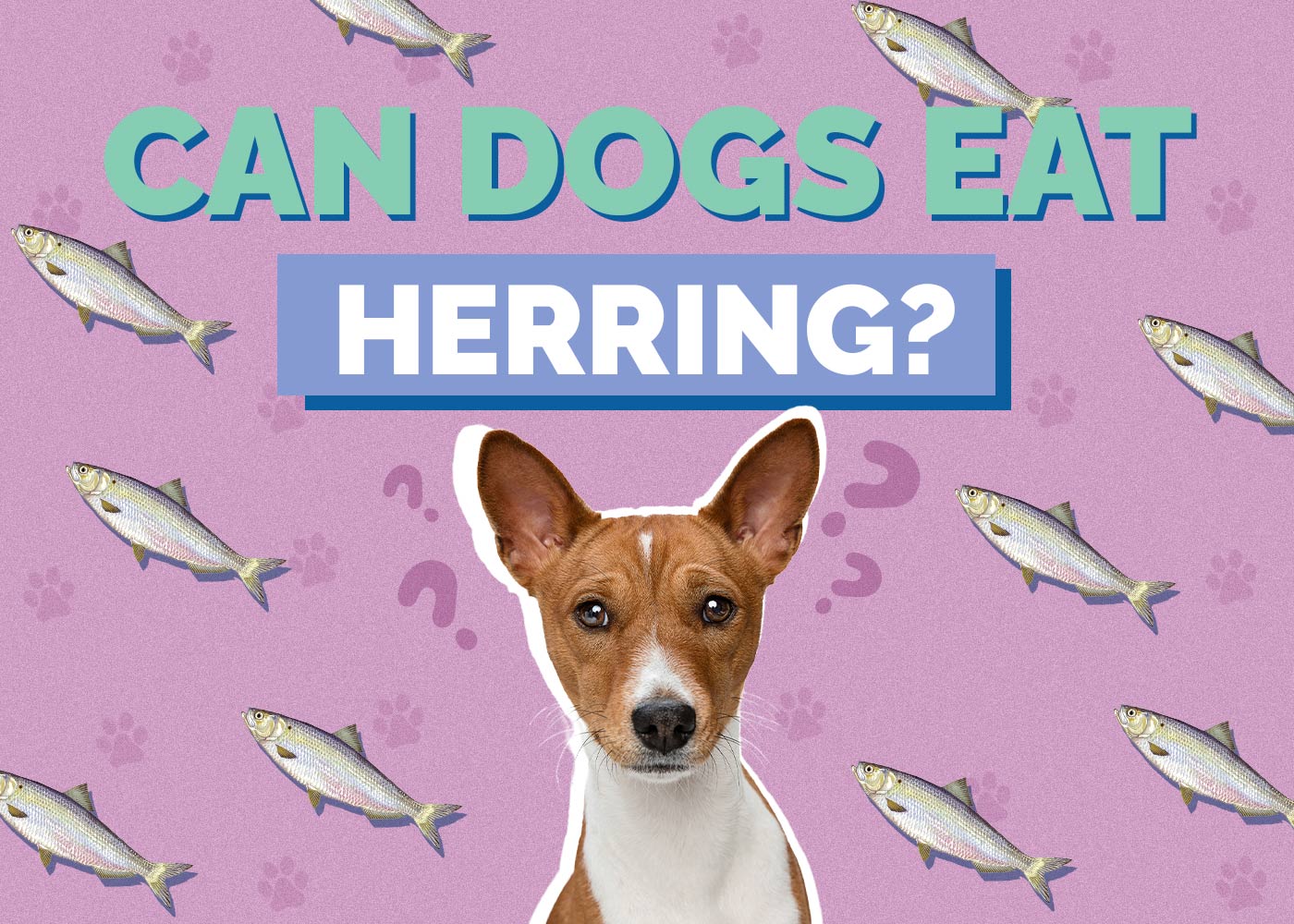 Can Dogs Eat Herring? Vet Reviewed Health Concerns
