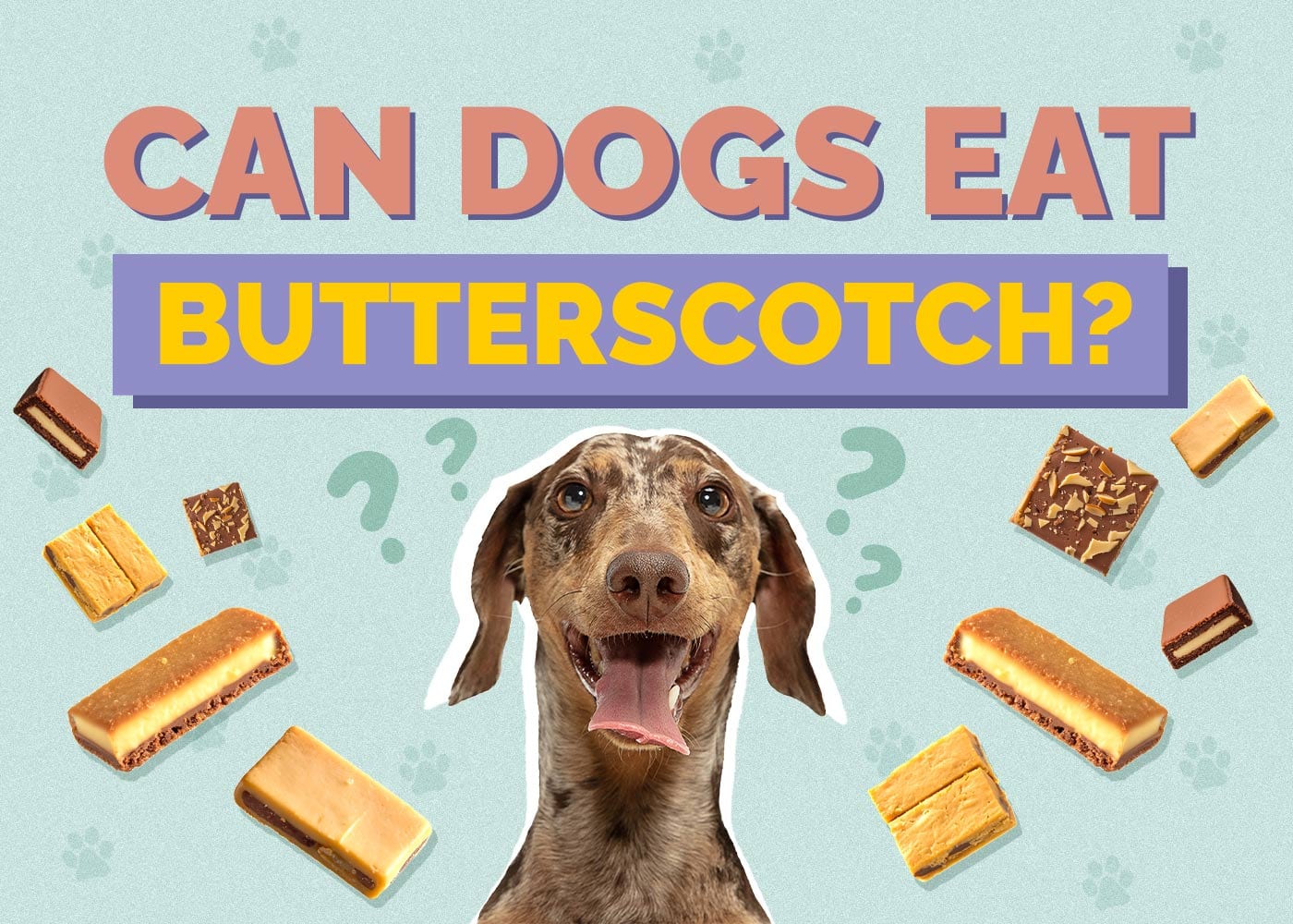 Can Dogs Eat Butterscotch? Vet Reviewed Health Concerns & FAQ