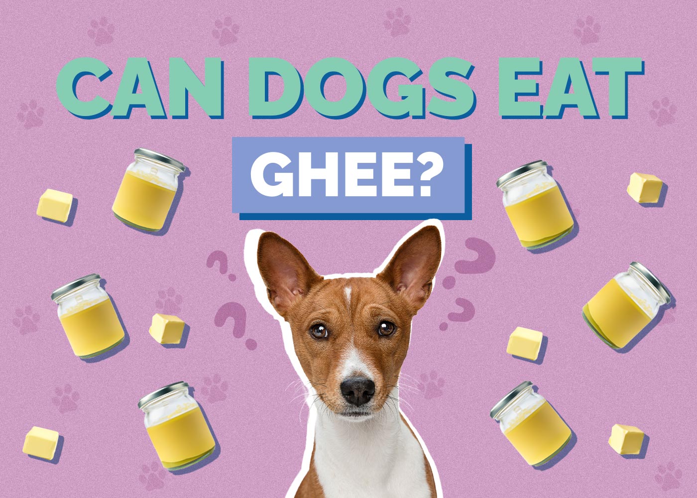 Can Dogs Eat Ghee? Health Concerns Explained (Vet Answer)