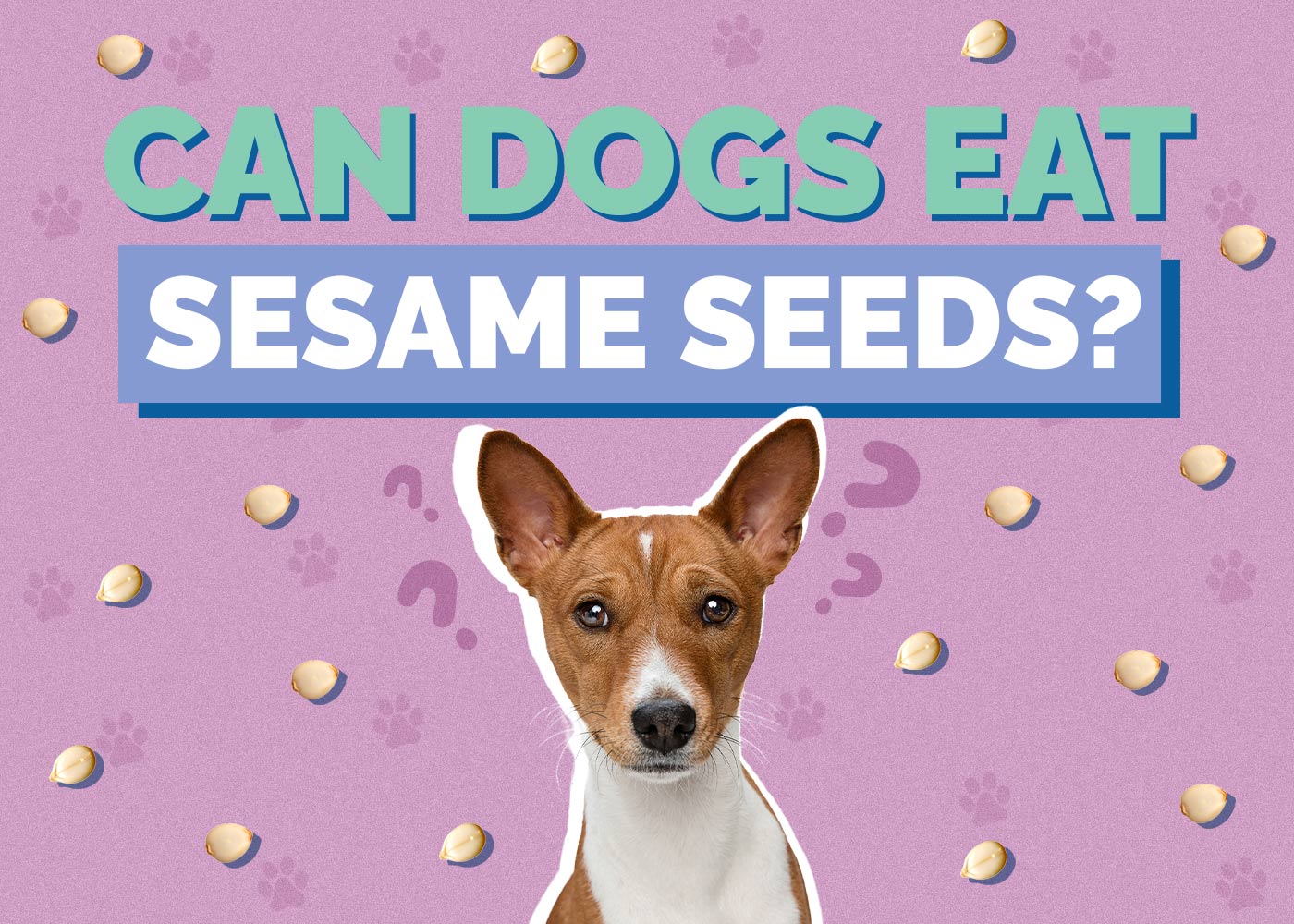 Can Dogs Eat Sesame Seeds? Vet Approved Nutrition Facts & Safety Guide