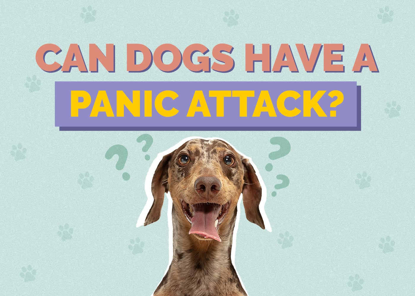 Can Dogs Have a Panic Attack? Vet Approved Signs & How to Help