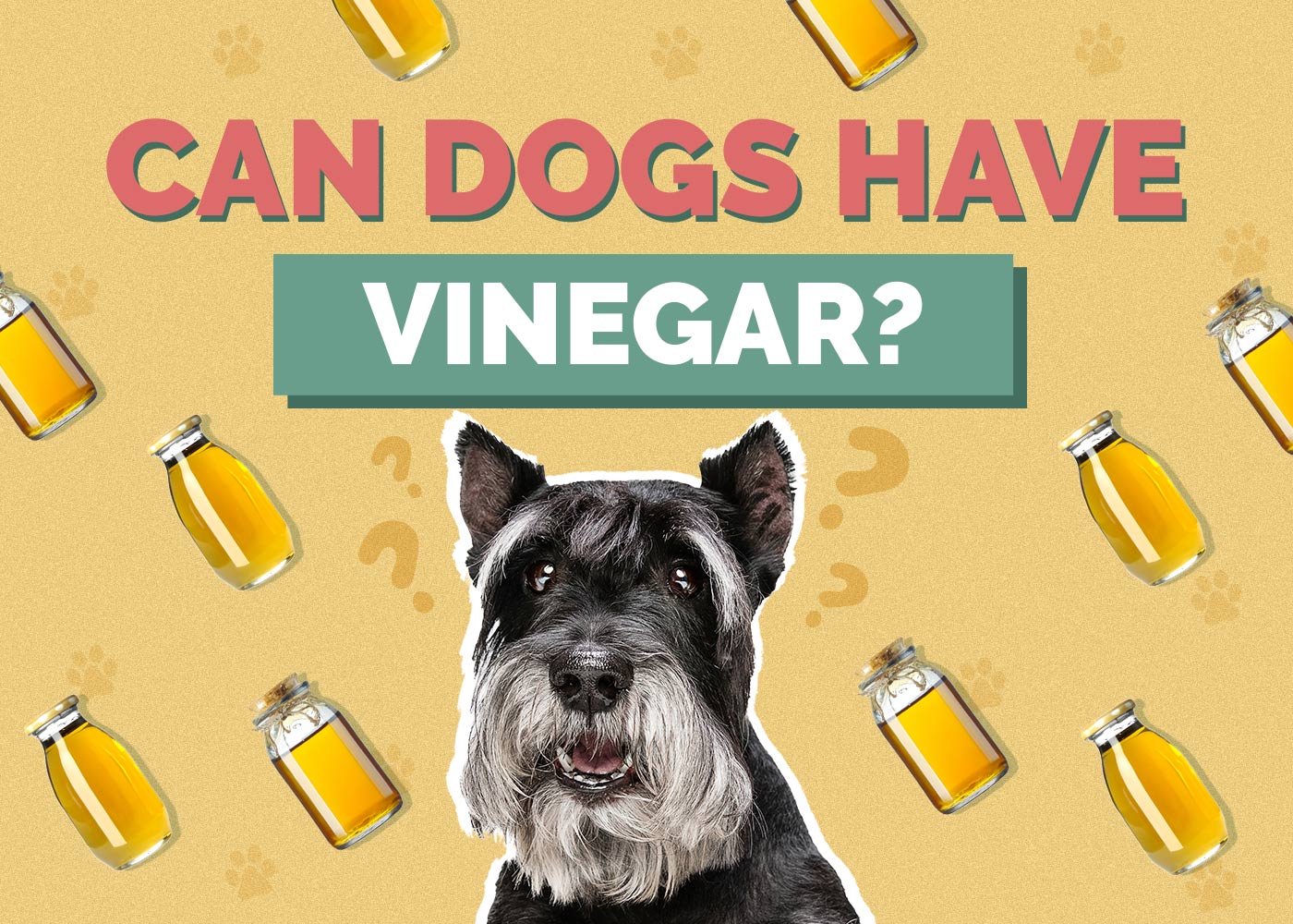 Can Dogs Have Vinegar? Our Vet Explains Health Risks & Benefits