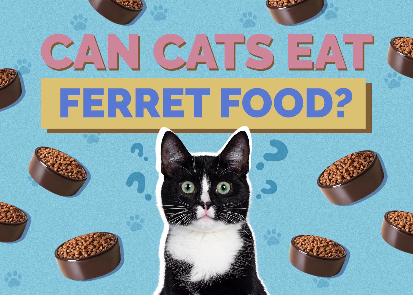 Can Cats Eat Ferret Food? Vet Approved Facts & FAQ