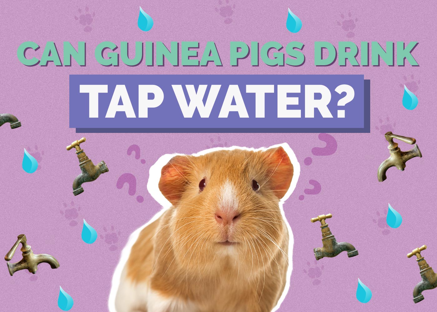 Can Guinea Pigs Drink Tap Water? Vet-Approved Safety & Care Guide