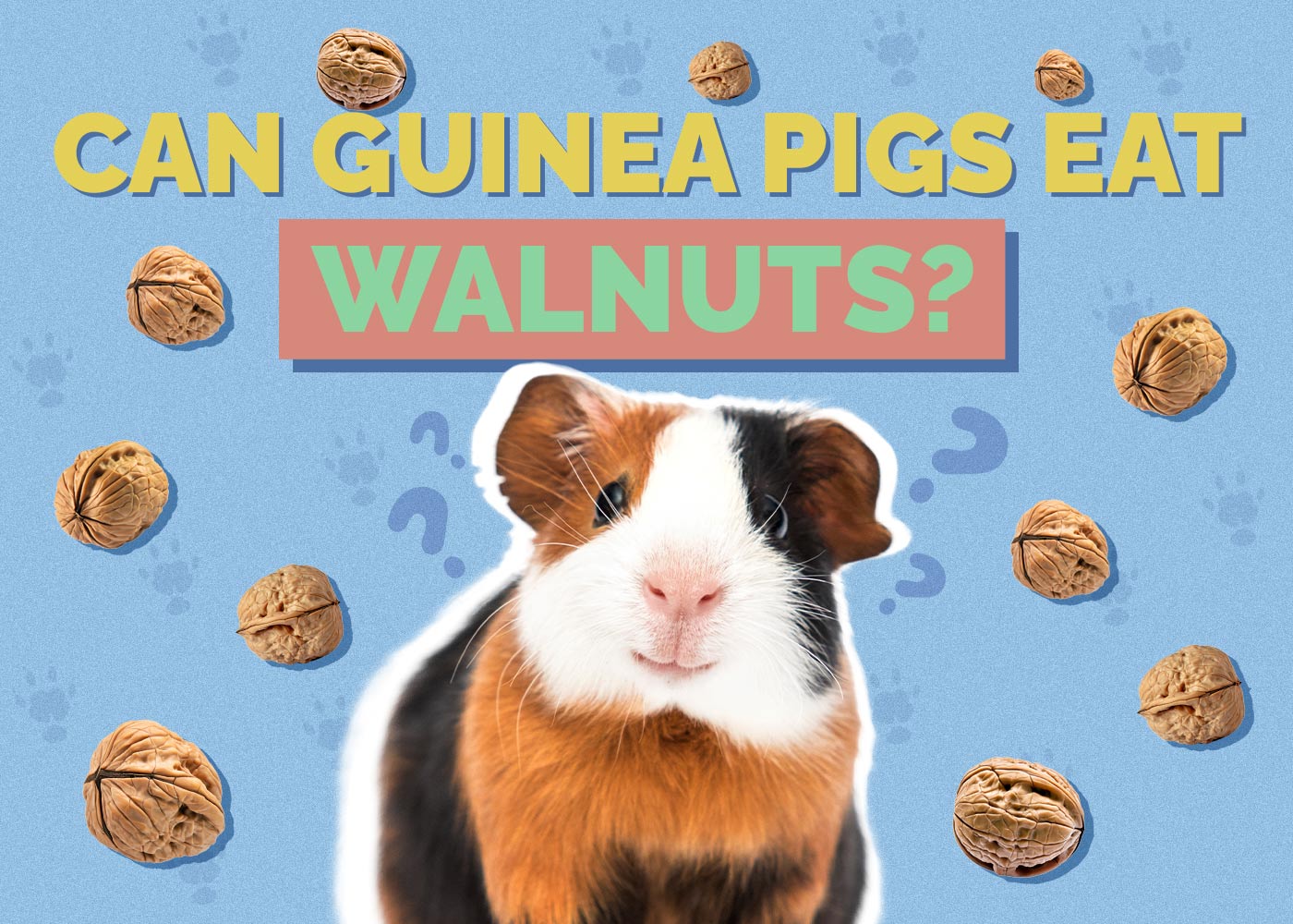 Can Guinea Pigs Eat Walnuts? Vet Approved Facts & Safety Guide