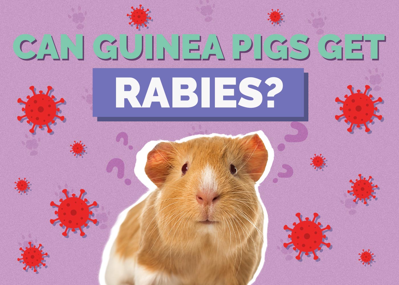 Can Guinea Pigs Get Rabies? (Vet Answer)
