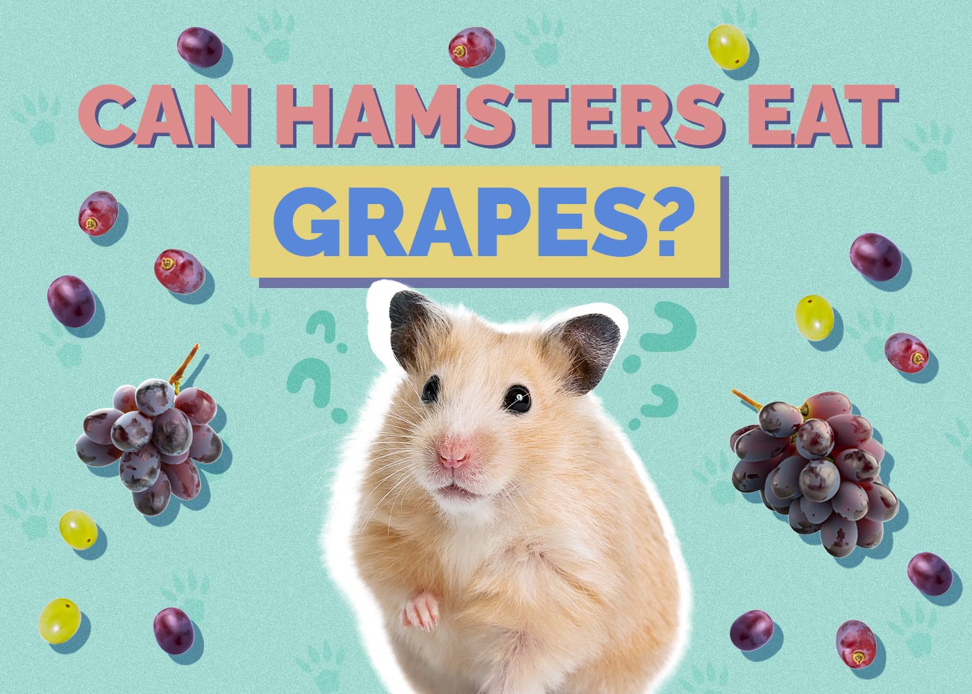 Can Hamsters Eat Grapes? Vet-Approved Facts & FAQ