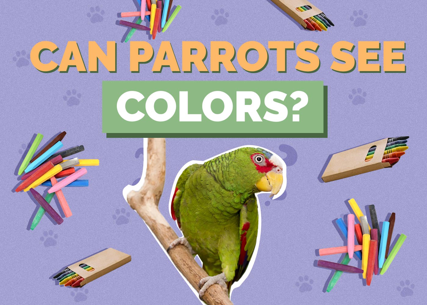 Can Parrots See Color? Vet Approved Facts & FAQ