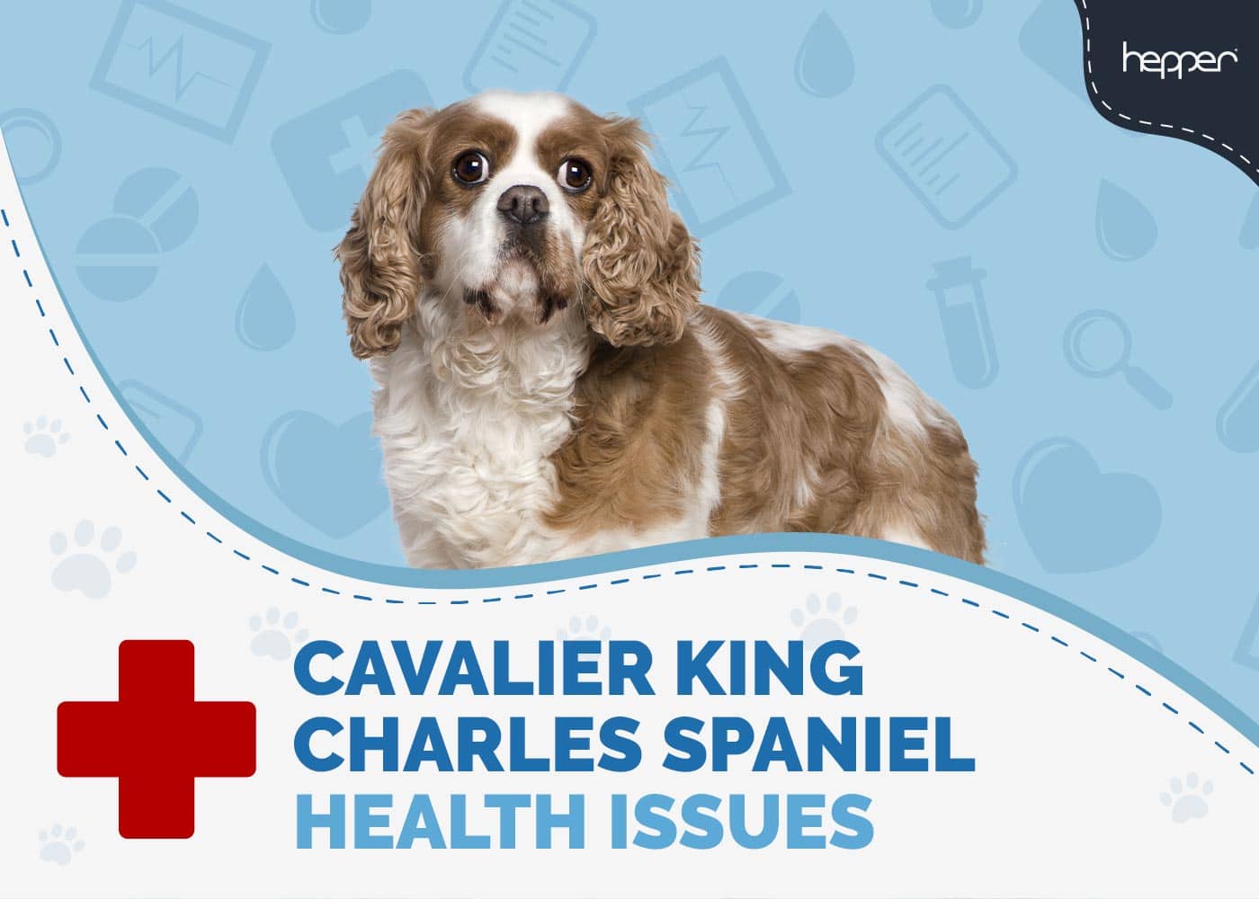 10 Common Cavalier King Charles Spaniel Health Issues to Look For