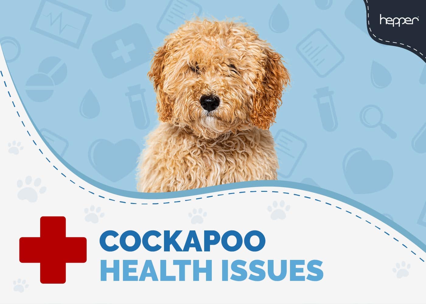 Cockapoo Health Issues: 9 Vet-Reviewed Concerns
