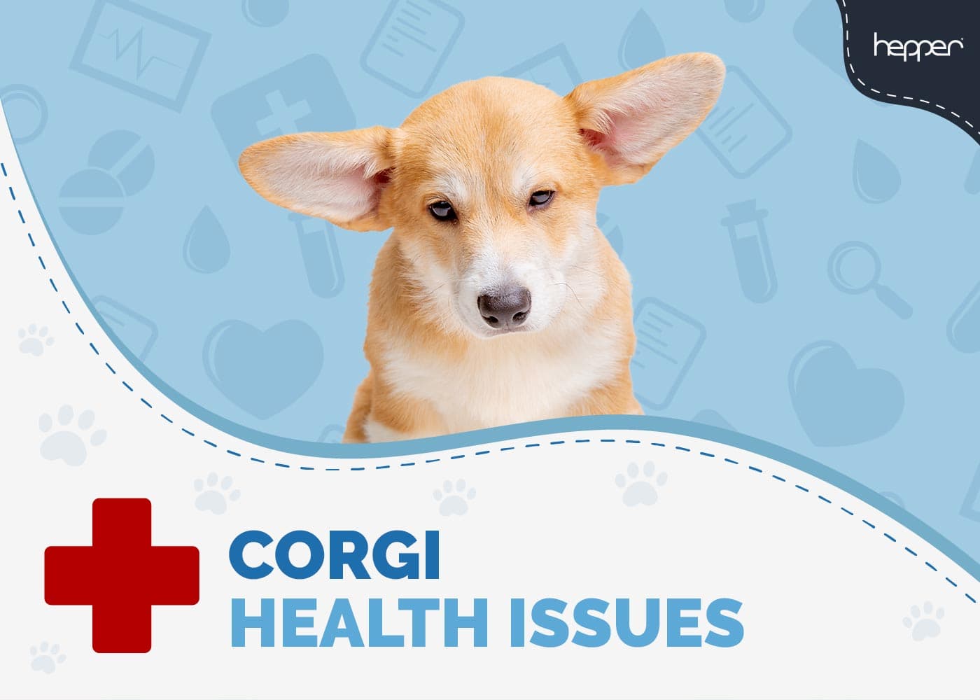 8 Common Corgi Health Problems - What to Consider When Choosing a Breeder!