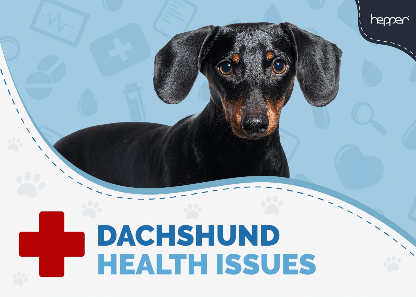 10 Vet-Verified Common Dachshund Health Issues: Signs, Treatment & Prevention