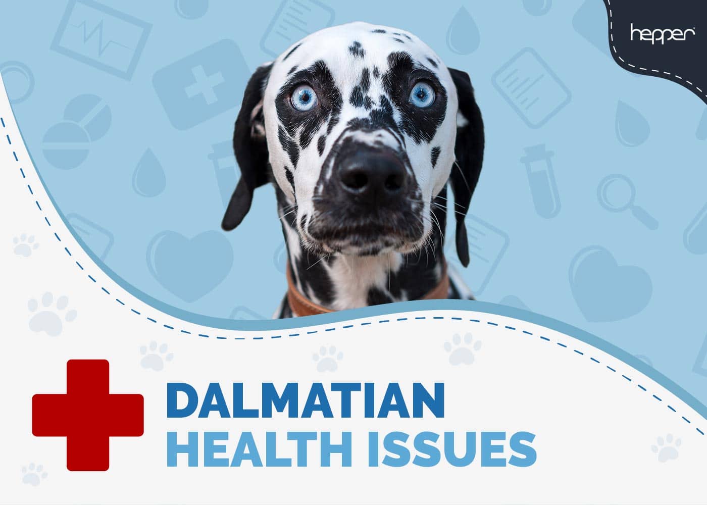 8 Common Dalmatian Health Issues to Watch Out For (Vet Answer)