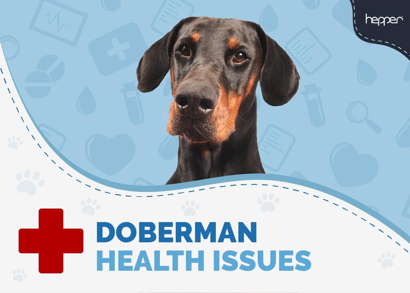 7 Doberman Health Issues: Vet Approved Signs & What to Do