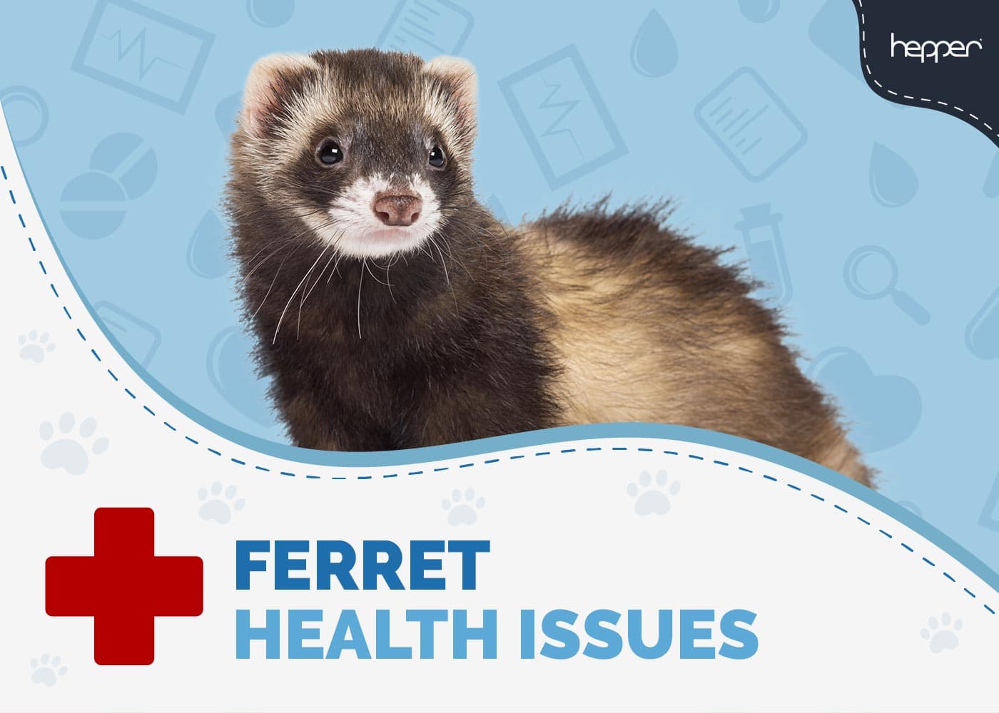 6 Common Ferret Health Problems to Watch For (Vet Answer)