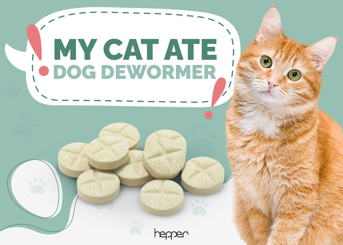 My Cat Ate Dog Dewormer: Is It Dangerous? Vet-Approved Risks, Facts & Prevention