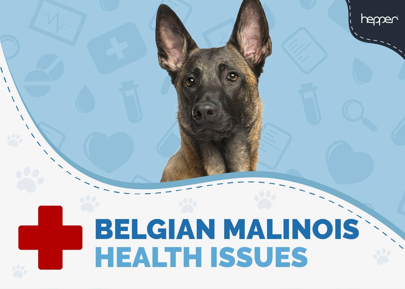 7 Belgian Malinois Health Issues (Our Vet Discusses)